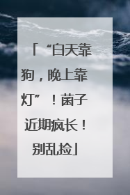 “白天靠狗，晚上靠灯”！菌子近期疯长！别乱捡