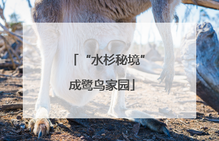 “水杉秘境”成鹭鸟家园