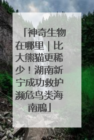 神奇生物在哪里｜比大熊猫更稀少！湖南新宁成功救护濒危鸟类海南鳽