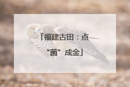 福建古田：点“菌”成金
