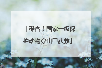 稀客！国家一级保护动物穿山甲获救
