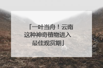 一叶当舟！云南这种神奇植物进入最佳观赏期