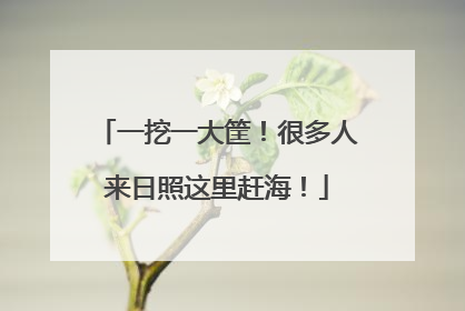 一挖一大筐！很多人来日照这里赶海！