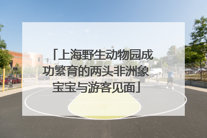 上海野生动物园成功繁育的两头非洲象宝宝与游客见面