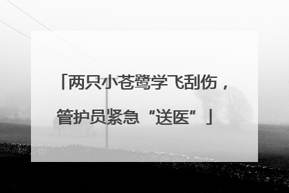 两只小苍鹭学飞刮伤，管护员紧急“送医”