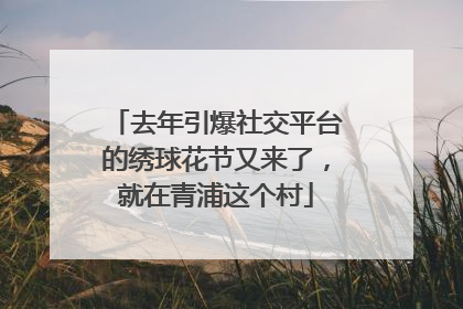 去年引爆社交平台的绣球花节又来了，就在青浦这个村