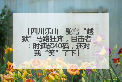 四川乐山一鸵鸟“越狱”马路狂奔，目击者：时速超40码，还对我“笑”了下