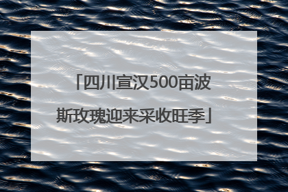 四川宣汉500亩波斯玫瑰迎来采收旺季