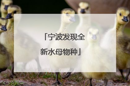 宁波发现全新水母物种