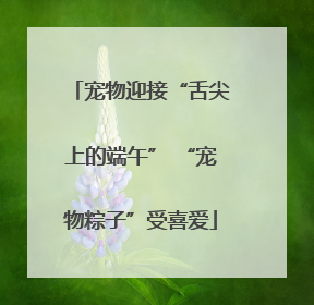 宠物迎接“舌尖上的端午” “宠物粽子”受喜爱