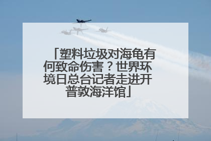 塑料垃圾对海龟有何致命伤害？世界环境日总台记者走进开普敦海洋馆