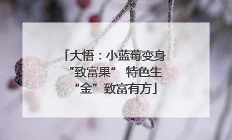 大悟：小蓝莓变身“致富果” 特色生“金”致富有方