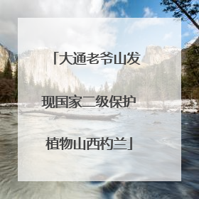 大通老爷山发现国家二级保护植物山西杓兰