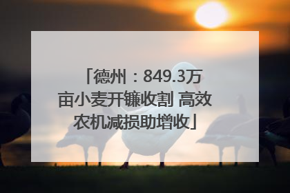 德州：849.3万亩小麦开镰收割 高效农机减损助增收