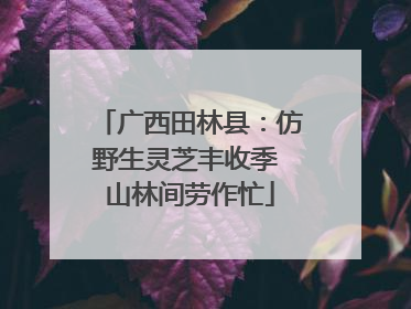 广西田林县：仿野生灵芝丰收季 山林间劳作忙