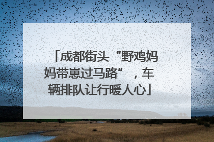 成都街头“野鸡妈妈带崽过马路”，车辆排队让行暖人心