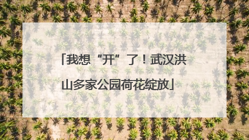 我想“开”了！武汉洪山多家公园荷花绽放