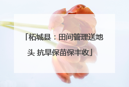 柘城县：田间管理送地头 抗旱保苗保丰收