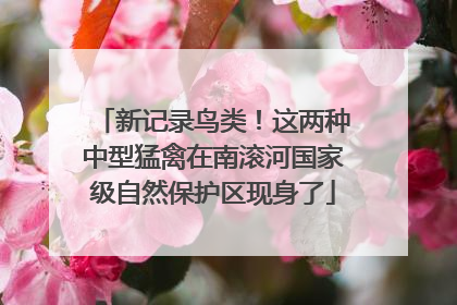 新记录鸟类！这两种中型猛禽在南滚河国家级自然保护区现身了