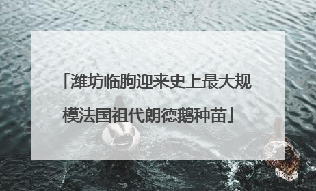 潍坊临朐迎来史上最大规模法国祖代朗德鹅种苗