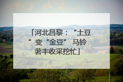 河北昌黎：“土豆”变“金豆” 马铃薯丰收采挖忙