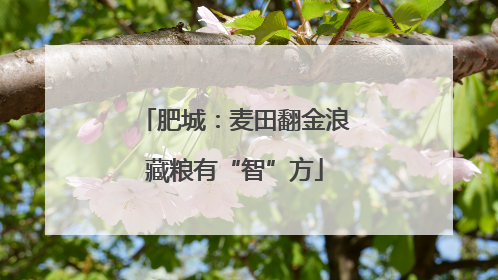 肥城：麦田翻金浪藏粮有“智”方