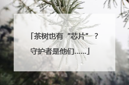茶树也有“芯片”？守护者是他们……
