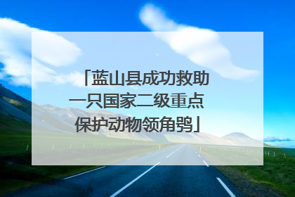 蓝山县成功救助一只国家二级重点保护动物领角鸮