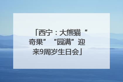 西宁：大熊猫“奇果”“园满”迎来9周岁生日会