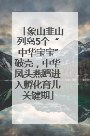 象山韭山列岛5个“中华宝宝”破壳，中华凤头燕鸥进入孵化育儿关键期