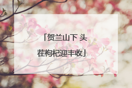 贺兰山下 头茬枸杞迎丰收