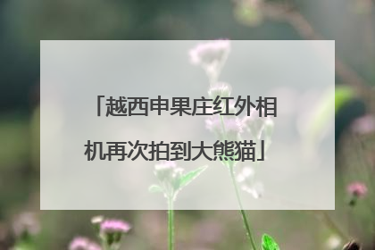 越西申果庄红外相机再次拍到大熊猫