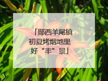 郧西羊尾镇初夏烤烟地里好“丰”景