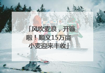 风吹麦浪，开镰啦！顺义15万亩小麦迎来丰收