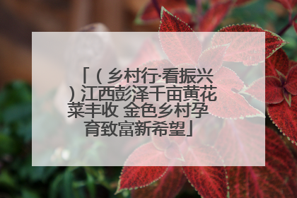 （乡村行·看振兴）江西彭泽千亩黄花菜丰收 金色乡村孕育致富新希望