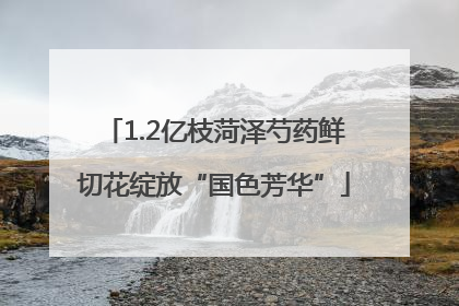 1.2亿枝菏泽芍药鲜切花绽放“国色芳华”