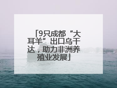 9只成都“大耳羊”出口乌干达，助力非洲养殖业发展